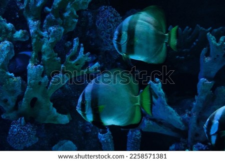 flat large tropical fish in the aquarium