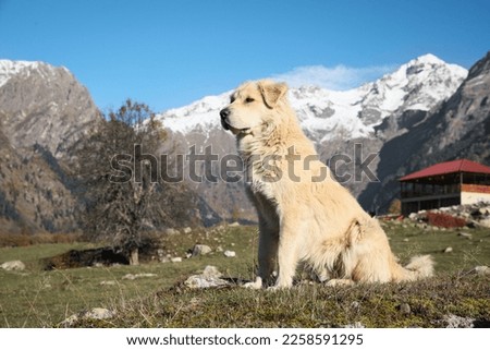 Adorable dog in mountains on sunny day