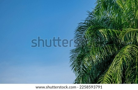 Tropical green leaves or palm leaves against with blue sky background with copy space.