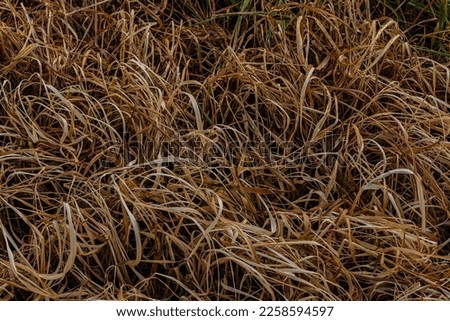 abstract background dry grass on the ground