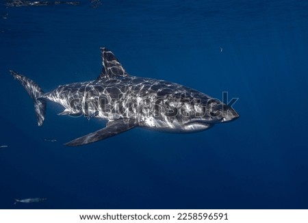 Juvenile Great White Shark - Full Body Shot Royalty-Free Stock Photo #2258596591