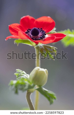 Japanese anemones. Artistic photos of flowers. Flower compositions. Wall decorations. Paintings with flowers. Blooming anemones. The beauty of flowers.