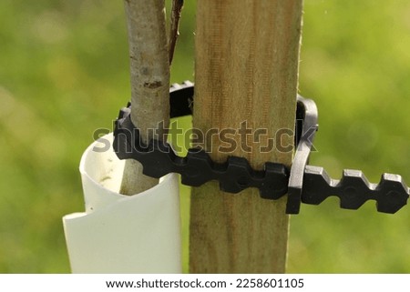 You tree being supported by a stake to help keep it straight.  Royalty-Free Stock Photo #2258601105