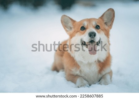 welsh corgi pembroke lies on the snow on a cold winter day. High quality photo