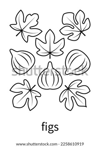 Figs leaves and figs fruits vector line icons. Nature and ecology. Figs, leaf, plant, drawing, leaves, fetus and more. Isolated collection of leaves figs for websites on white background. Royalty-Free Stock Photo #2258610919