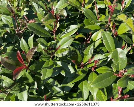 Natural background of shrubs in the design of the photo design