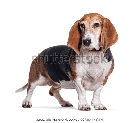 Young Norman Artesian Basset dog, isolated on white Royalty-Free Stock Photo #2258611811