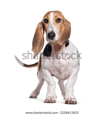 Young Norman Artesian Basset dog, isolated on white Royalty-Free Stock Photo #2258611815