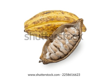 Chocolate ingredients, cocoa pods, cocoa beans, isolated on white background. clipping path