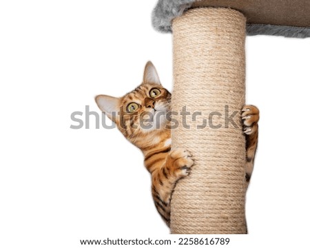A domestic red cat climbs a cat pole. Isolated on white background. Royalty-Free Stock Photo #2258616789