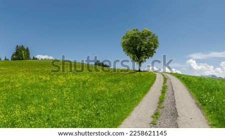 Green tree in the shape of a heart on a green meadow with pathway