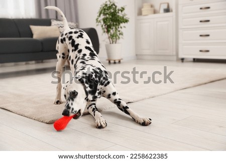 Adorable Dalmatian dog playing with toy indoors. Lovely pet Royalty-Free Stock Photo #2258622385