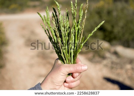 Bunch of wild asparagus in a woman's hand Royalty-Free Stock Photo #2258628837