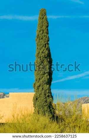 Tall front yard shrub with gree arms in the yard of desert mansion in the hills of arizona in the sonora desert. In late afternoon sun with house facade and natural grass background blue sky.