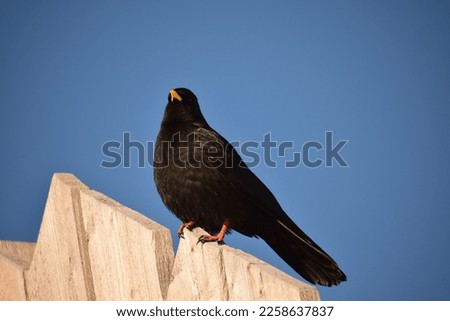 typical highlander black bird with blue sky
