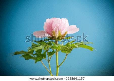 Beautiful big pink peony close-up, isolated on a blue background.