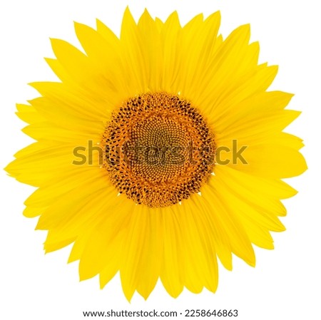 Sunflower close-up isolated on a white background. View from above.