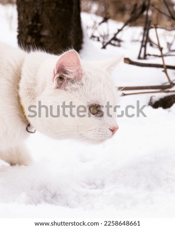 white cat hunts a mouse in winter snow. Royalty-Free Stock Photo #2258648661