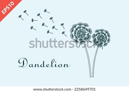 Hand drawn dandelion with flying seeds, dandelions design vector flat modern isolated illustration