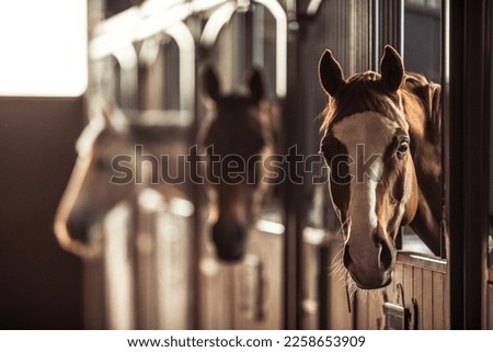 Three Happy Horses with Ears Forward Looking Out of Their Stalls in Beautiful Modern Stable. Equestrian Barn Life Theme. Royalty-Free Stock Photo #2258653909