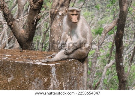 Monkey sitting in forest stock photo