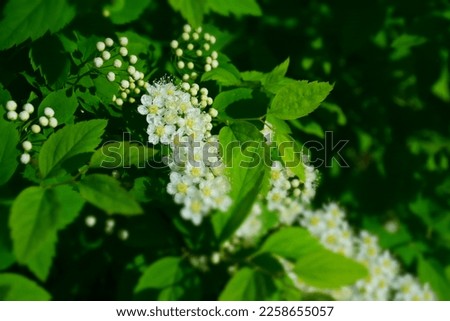 The blush-white flowers of spring-flowering spirea media. Stock Photo