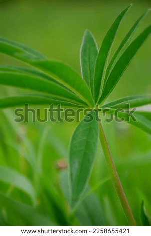 Meadow with single Lupine before blooming. Stock Photo