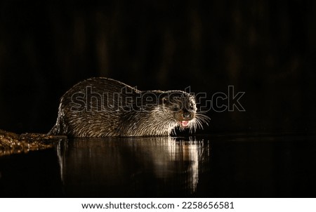 Otter on the hunt at night
