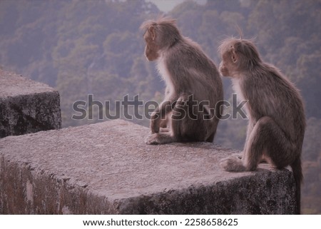 Monkey sitting on roadside stock photo 