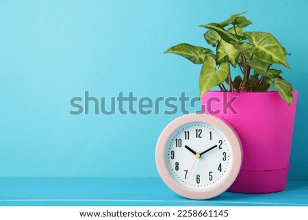 Good morning concept - modern alarm clock and houseplant on blue background. Top view