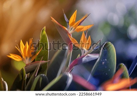 Spring gardens with blooming flowers. Botanical varieties of strelitzia flowers. Flower garden. Flower decorations. Pictures for the wall.Artistic photos of flowers. Fresh strelitzia flowers Royalty-Free Stock Photo #2258661949