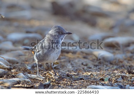 Chestnut vented Tit-babbler (Sylvia subcaerulea) perched on the ground, against a natural blurred background, Kalahari Desert, South Africa Royalty-Free Stock Photo #225866410