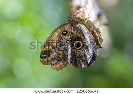 Owl Butterfly (caligo memnon) emerging from pupae.