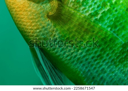 Extreme close-up of the side of a bluegill scales and fins