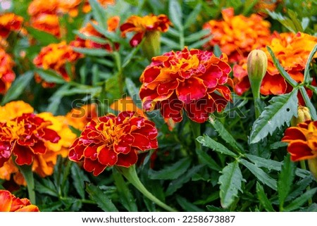 Fine wild growing flower marigold calendula on background meadow, photo consisting from wild growing flower marigold calendula to grass meadow, wild growing flower marigold calendula at herb meadow