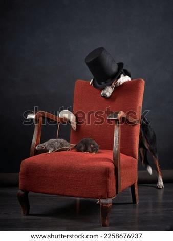 Dogs and rats in the chair. Retro picture with pets. border collie and poodle on a red chair in studio