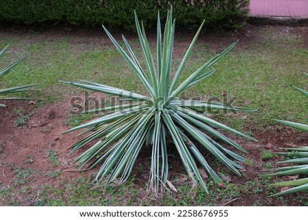 Beautiful Agave plant with long thin sword shaped leaves in a park