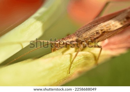 The picture shows a close-up of a grasshopper, its head and front paws.