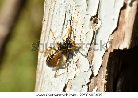 The picture shows a wasp that sits on a tree, basking in the sun.