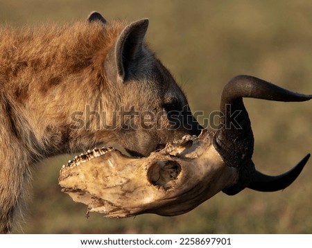 Closeup of a Hyena walking with a skull in the Svannah of Masai Mara, Kenya