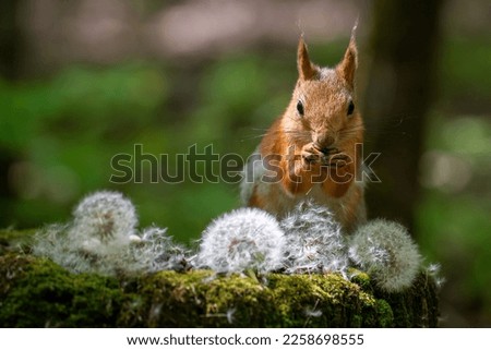 Cute and funny red squirrel with dandelions and green forest bokeh background
