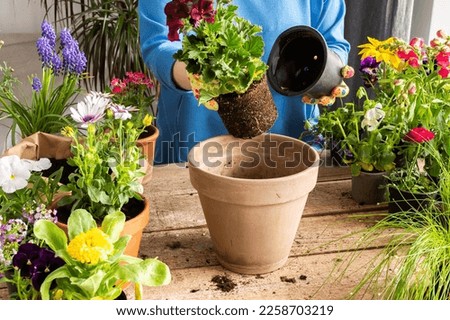 Spring decoration of a home balcony or terrace with flowers, woman transplanting a flower geranium into a clay pot, home gardening and hobbies, biophilic design