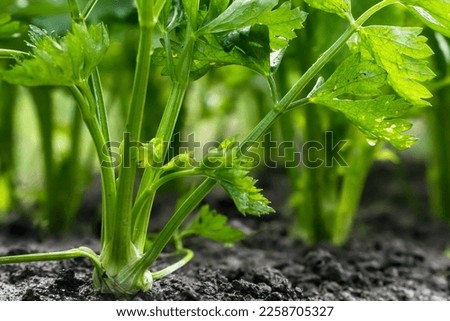 Celery root growing in vegetable garden at summertime , celery growing in soil , agriculture, plant growth and life concept, close-up view  Royalty-Free Stock Photo #2258705327