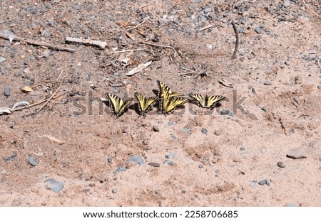 Five Tiger Swallowtail Butterflies at Herbster Beach on Lake Superior, gather to absorb minerals and salts, called puddling!