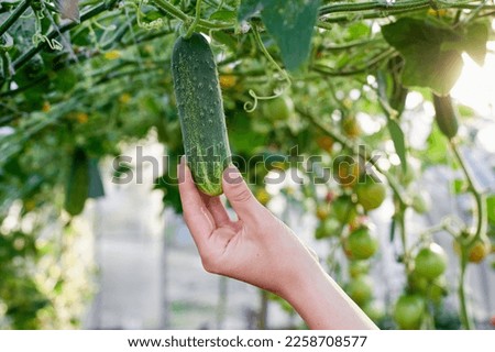A woman gardener pick organic vegetables. Caring for cucumber plants in the home vegetable greenhouse. Royalty-Free Stock Photo #2258708577