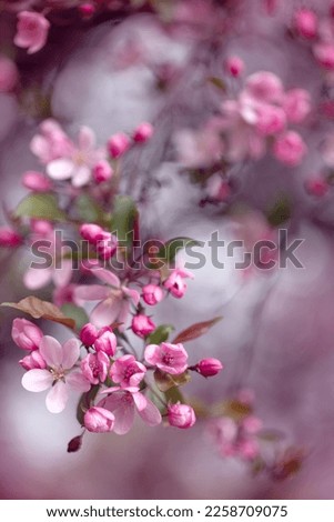 Japanese cherry blossoms. Spring gardens with blooming trees. Pink cherry blossoms. Flower decorations. Pictures for the wall. Pastel tones. Artistic photos of nature. Fresh flowers.