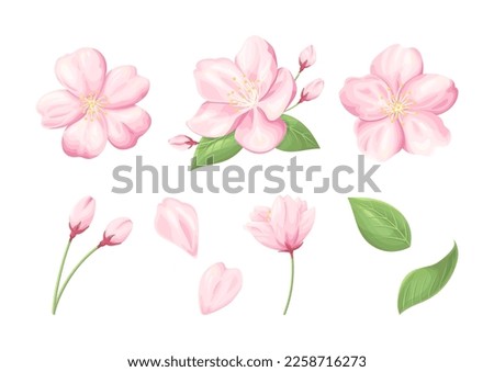 Cherry blossom illustration, set of parts of cherry blossom, buds and leaves, vector elements on white background. Royalty-Free Stock Photo #2258716273