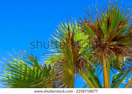 Coconut Palm Trees Against Sun. Palm Trees and Sun Blue Background.