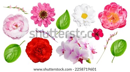 Set of fresh flowers and leaves on a transparent background. isolated object. Element for design