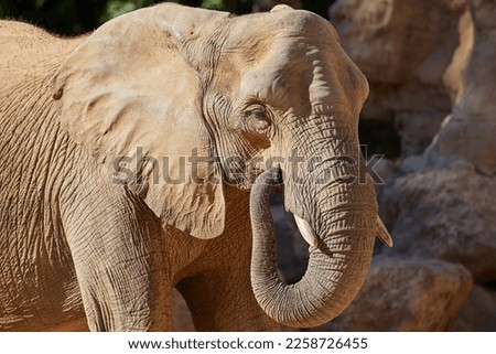 The elephant stands alone among the rocks and stones